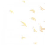空の鳥の壁紙
