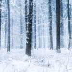 雪の降る森の壁紙