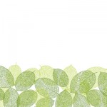 KN-0043 baby leaf