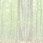 KP-0019  静寂のブナ林