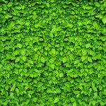 KP-0022  Green Leaf Wall