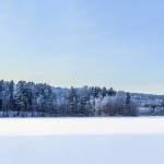 Snow Forest