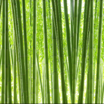 竹林壁紙　和モダン　竹の壁紙　青竹　bamboo wallpaper