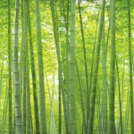 竹林壁紙　和モダン　竹の壁紙　青竹　bamboo wallpaper