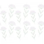 KSI-0069　　Elder flower