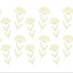 KSI-0069　　Elder flower